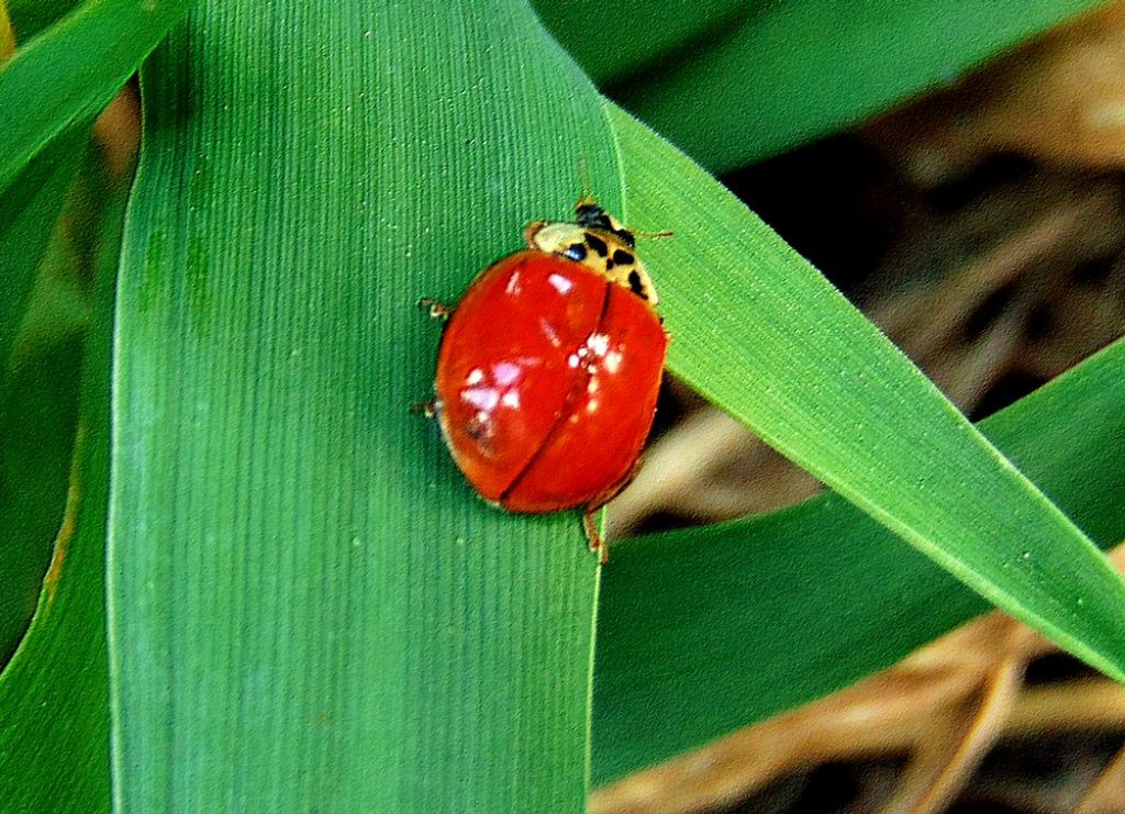 coccinella: Harmonia axyridis, maschio