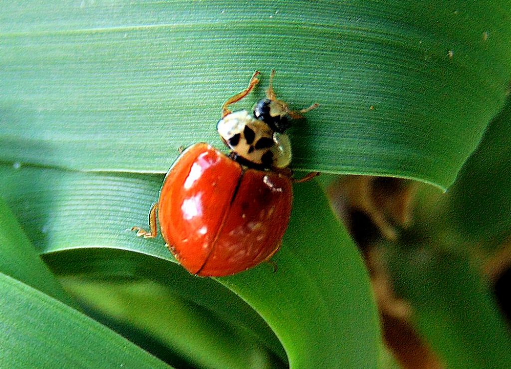 coccinella: Harmonia axyridis, maschio