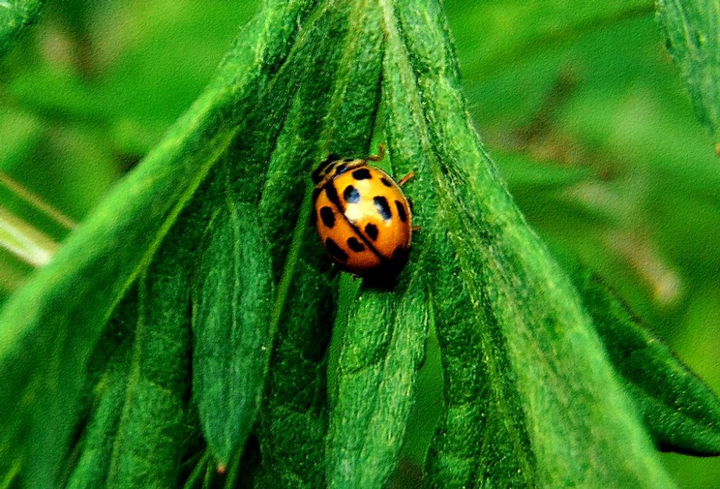 coccinella gialla: Propylea quatuordecimpunctata