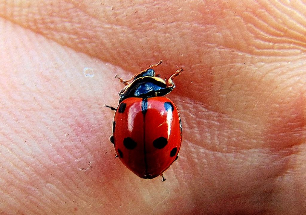 Hippodamia variegata