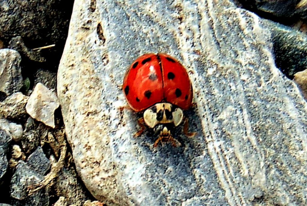 coccinella: Harmonia axyridis