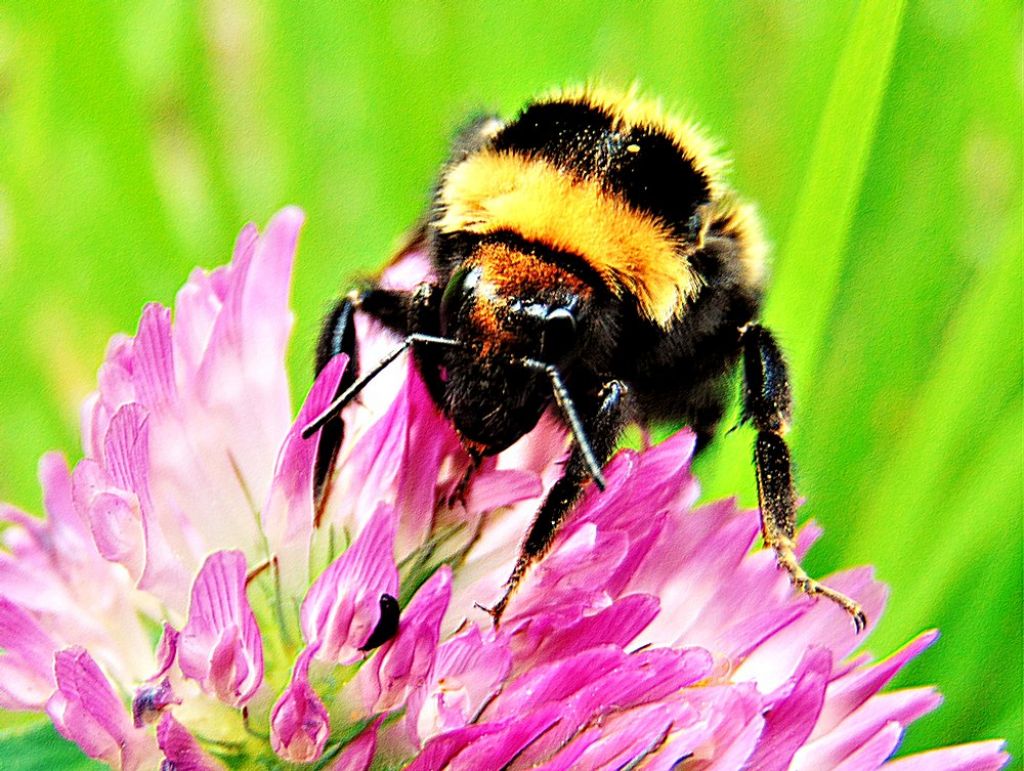 Apidae: Bombus ruderatus ssp. atrocorbiculosus