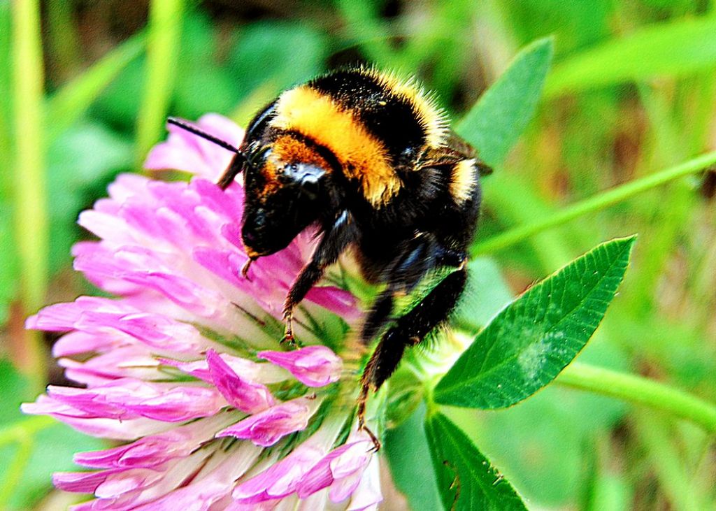 Apidae: Bombus ruderatus ssp. atrocorbiculosus