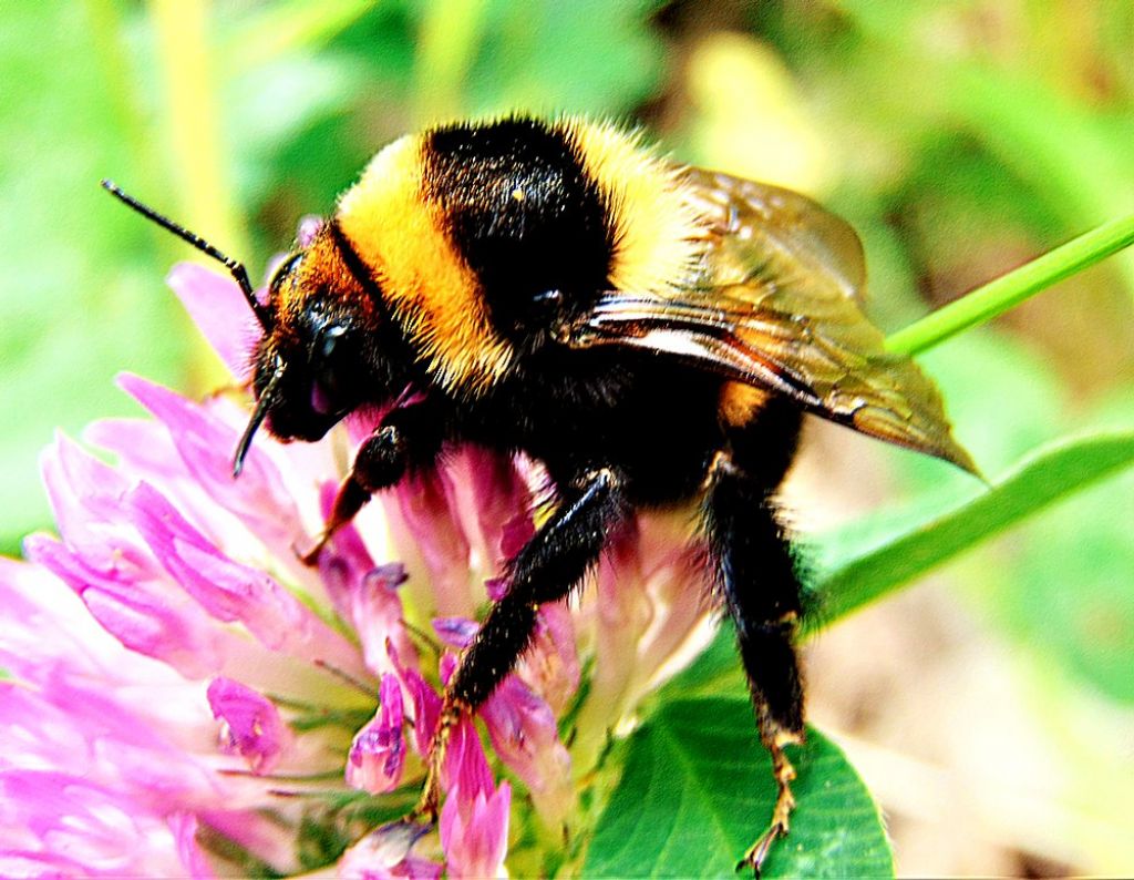 Apidae: Bombus ruderatus ssp. atrocorbiculosus