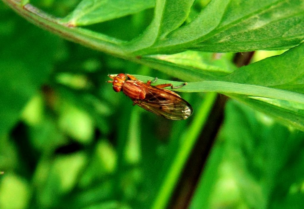 Sciomyzidae:  Tetanocera sp.