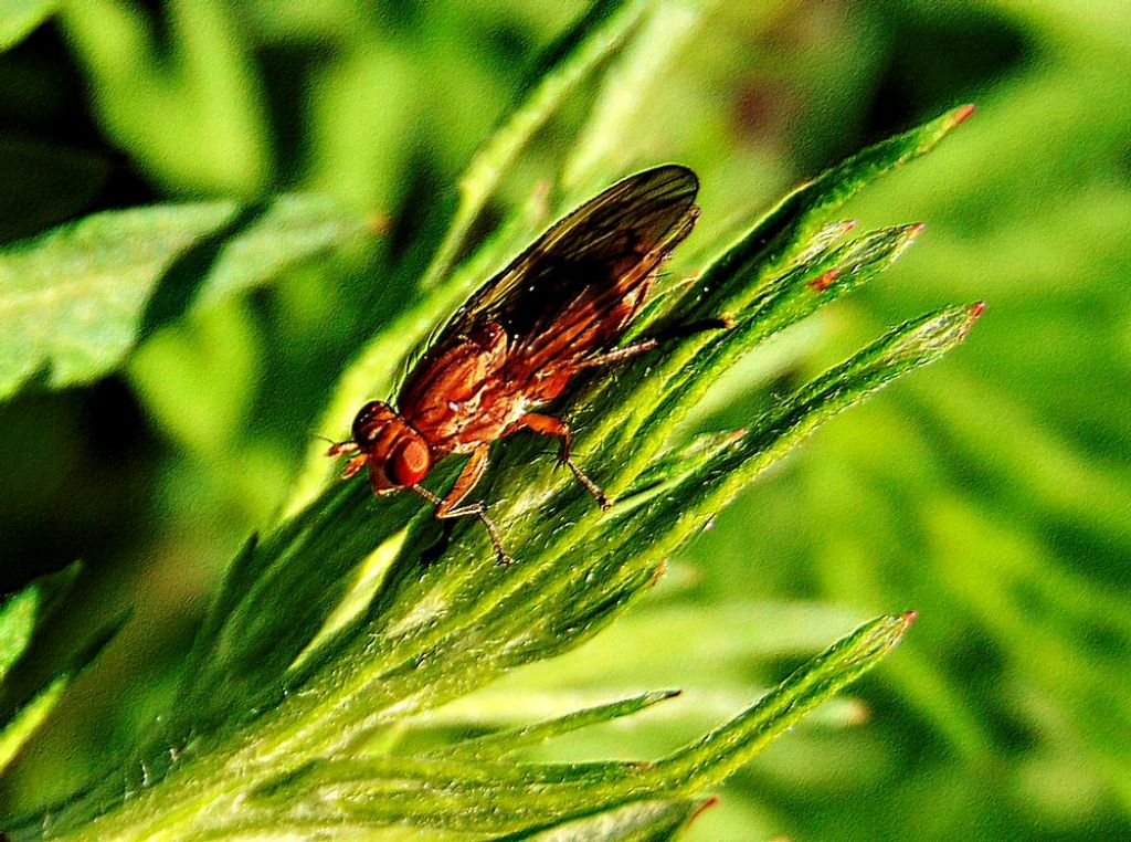 Sciomyzidae:  Tetanocera sp.