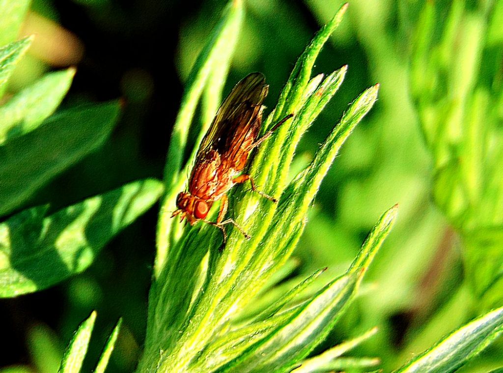 Sciomyzidae:  Tetanocera sp.