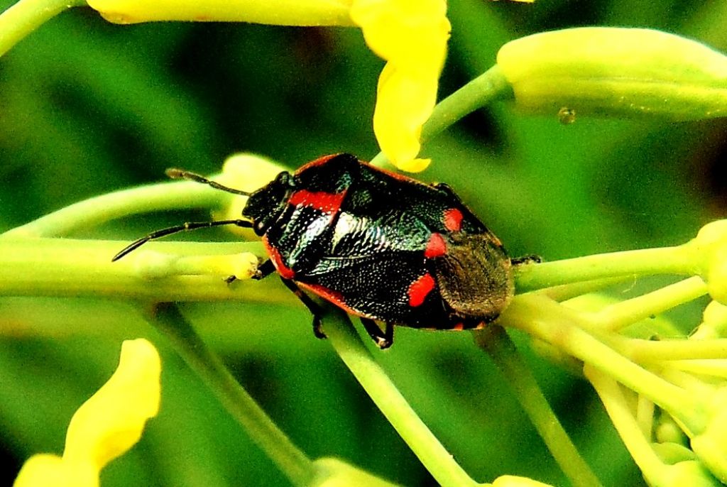 Pentatomidae: Eurydema oleracea