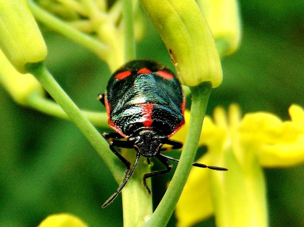 Pentatomidae: Eurydema oleracea