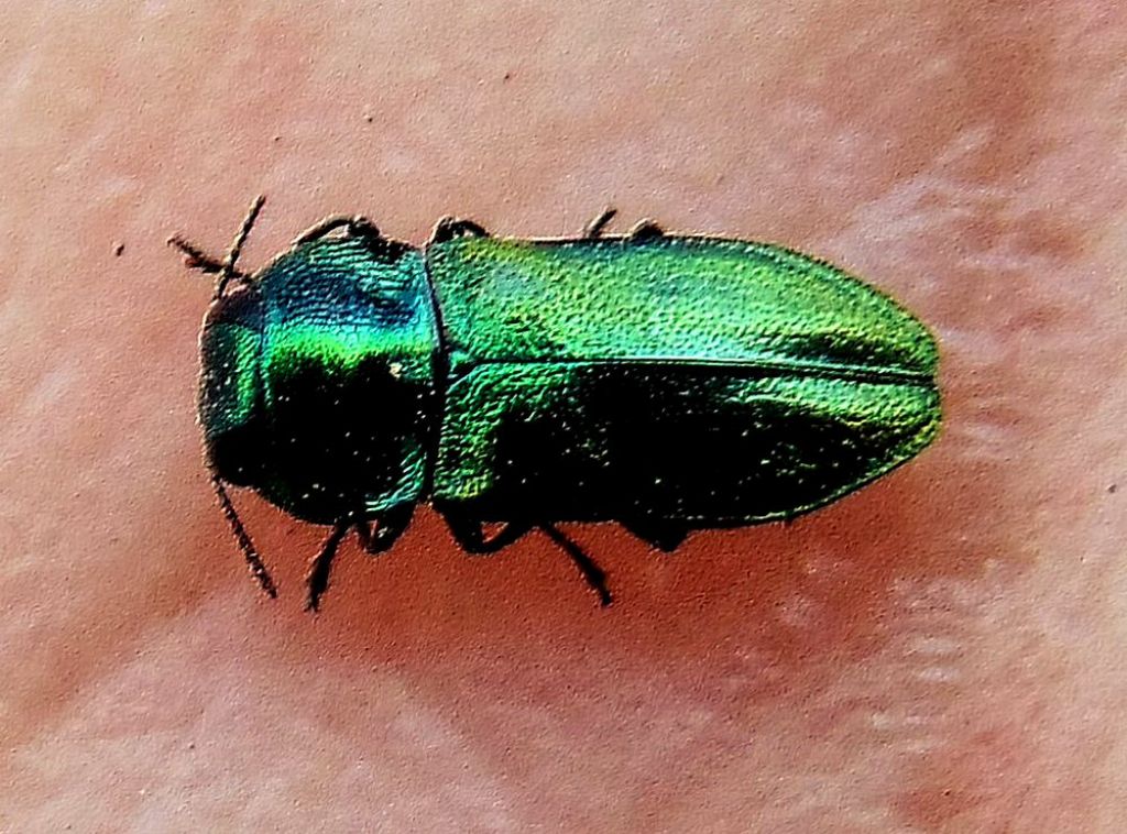 Buprestidae: Anthaxia da id.