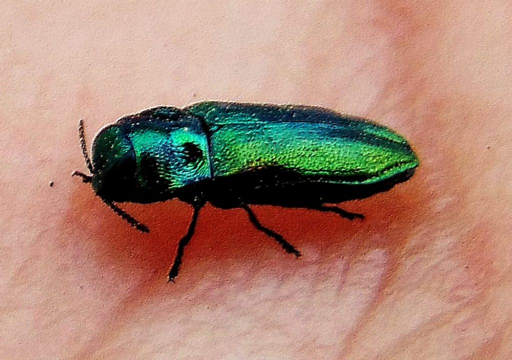 Buprestidae: Anthaxia da id.