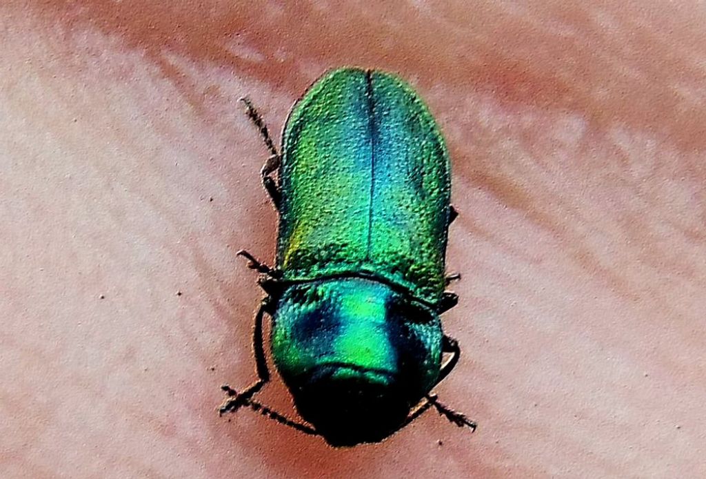 Buprestidae: Anthaxia da id.