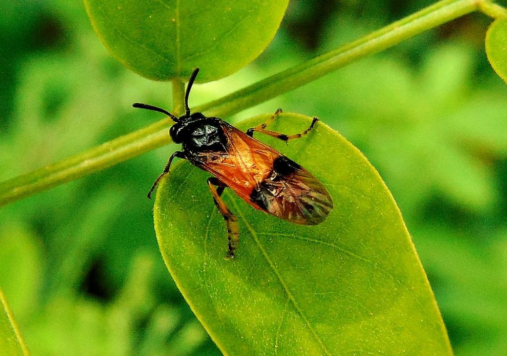 Argidae: Arge cyanocrocea