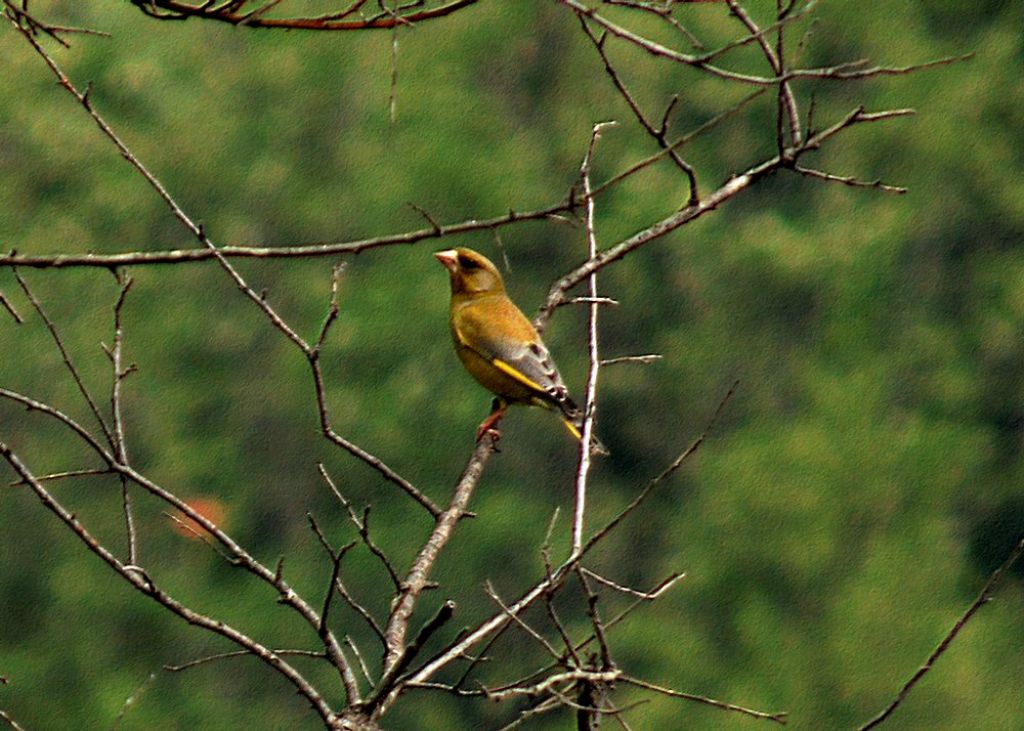 Verdone (Chloris chloris), maschio