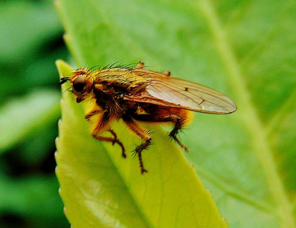 Scatophagidae: Scatophaga stercoraria