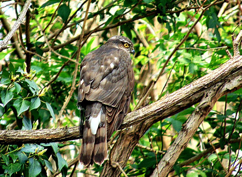 Sparviere (Accipiter nisus), femmina