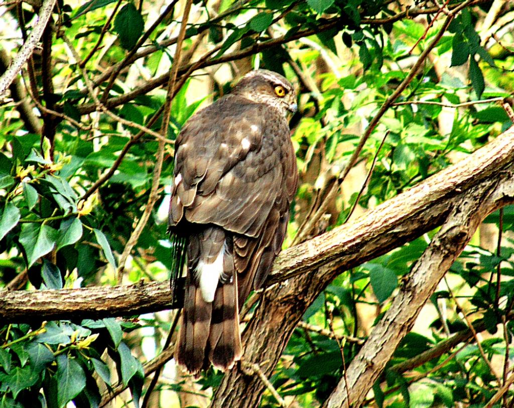 Sparviere (Accipiter nisus), femmina