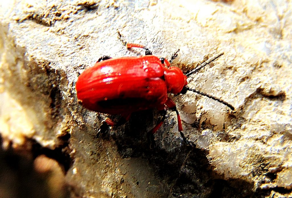 Chrysomelidae:  Lilioceris merdigera o L. schneideri.