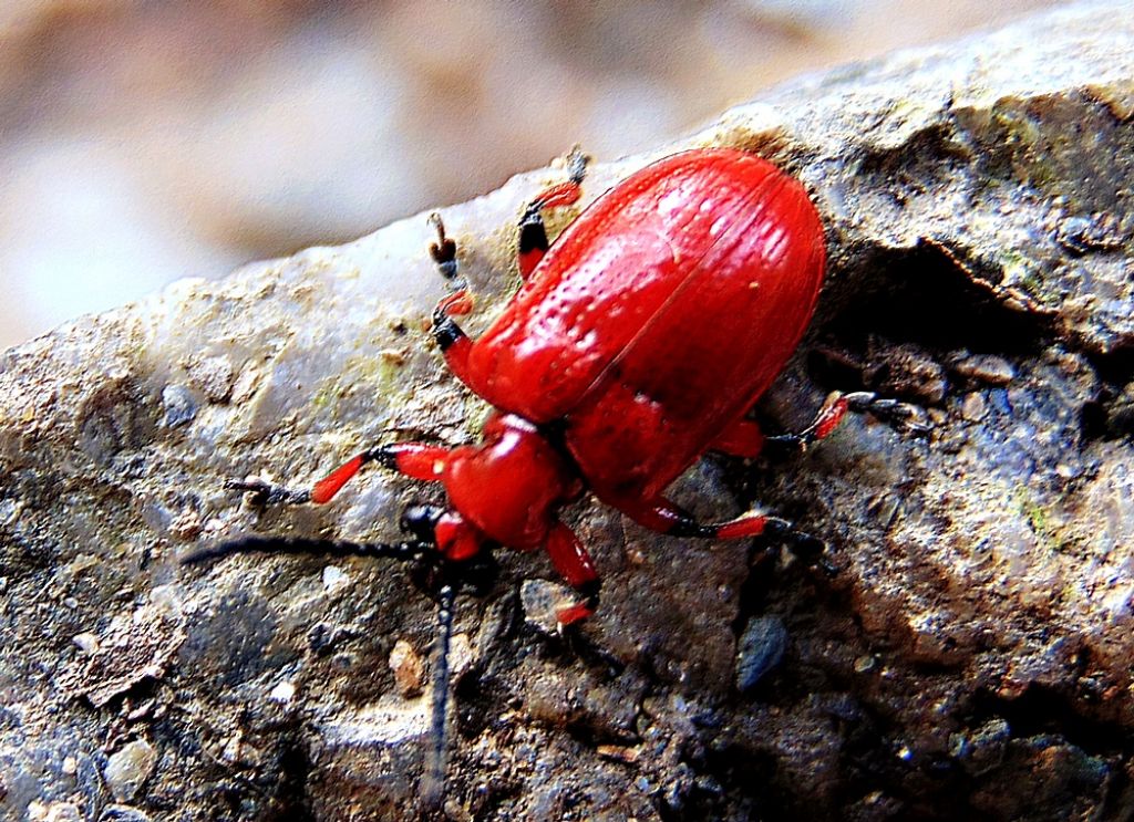Chrysomelidae:  Lilioceris merdigera o L. schneideri.