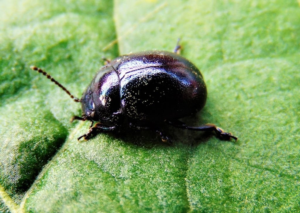 Chrysomelidae: Chrysolina cerealis mixta (cfr.)