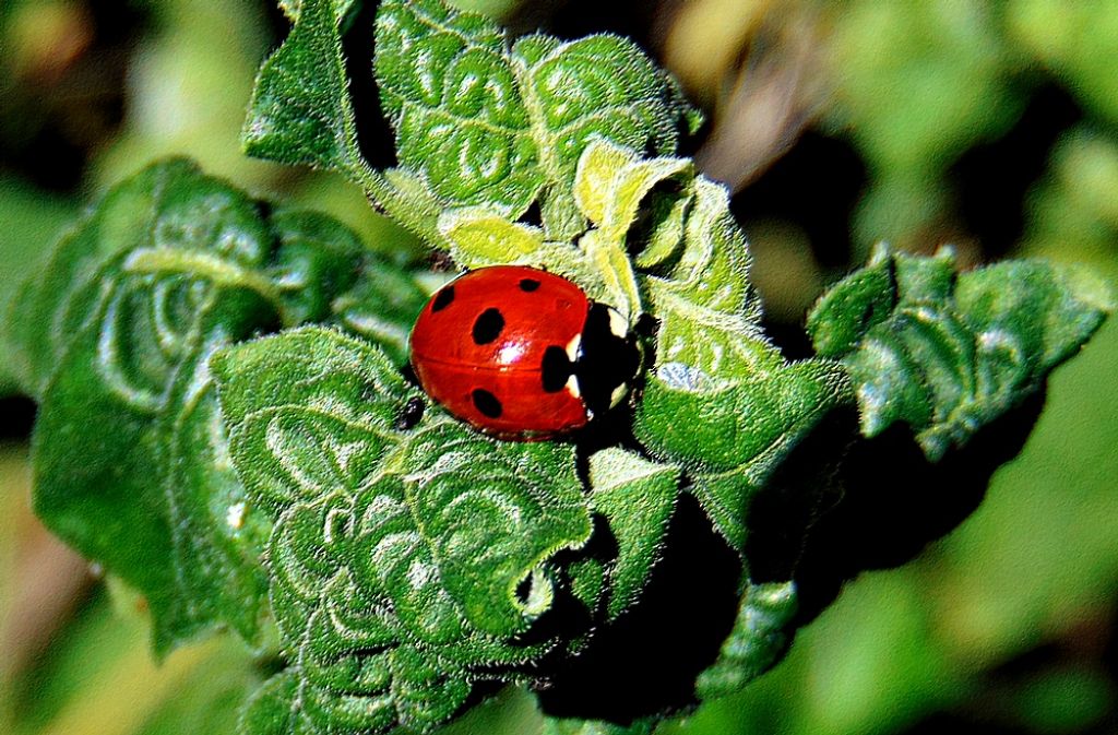 Coccinellidae: Coccinella septempunctata