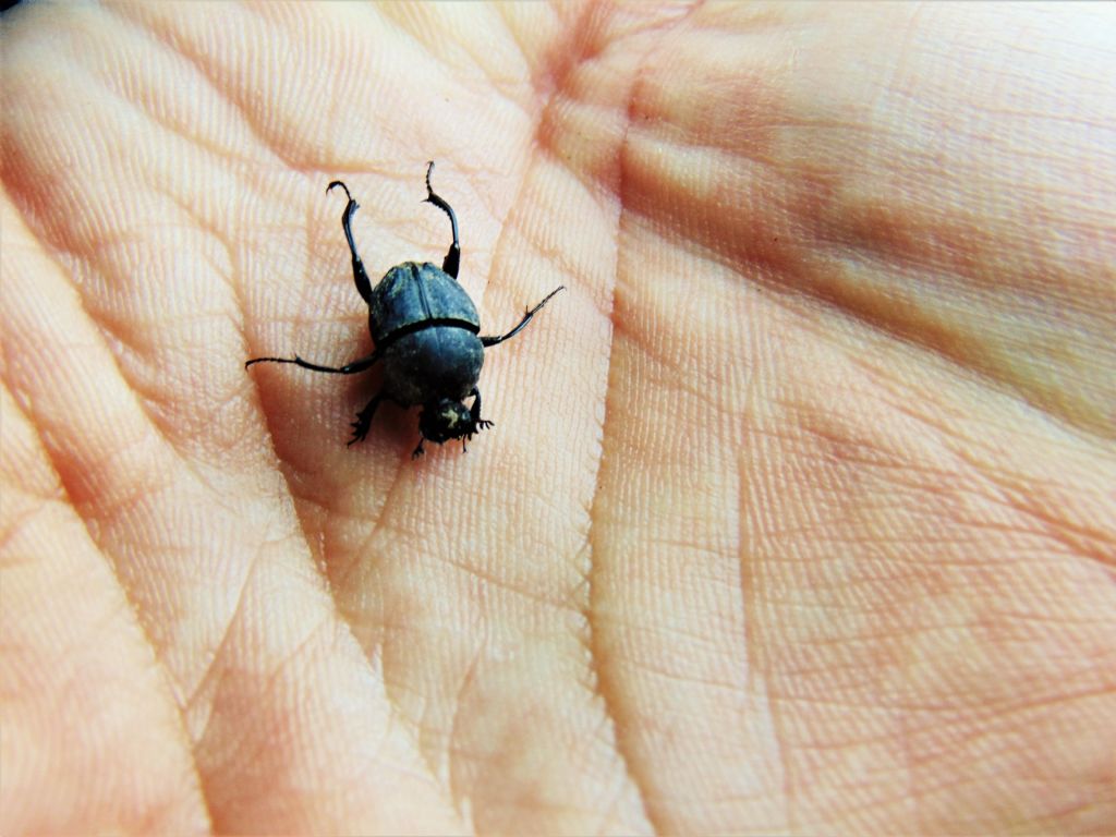 Scarabaeidae: Sisyphus schaefferi