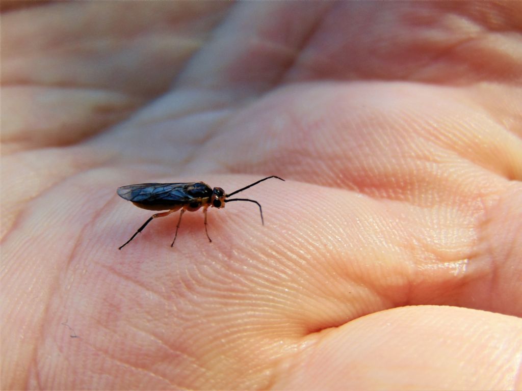 Tenthredinidae da id: Pteronidea tibialis (Nematinae)