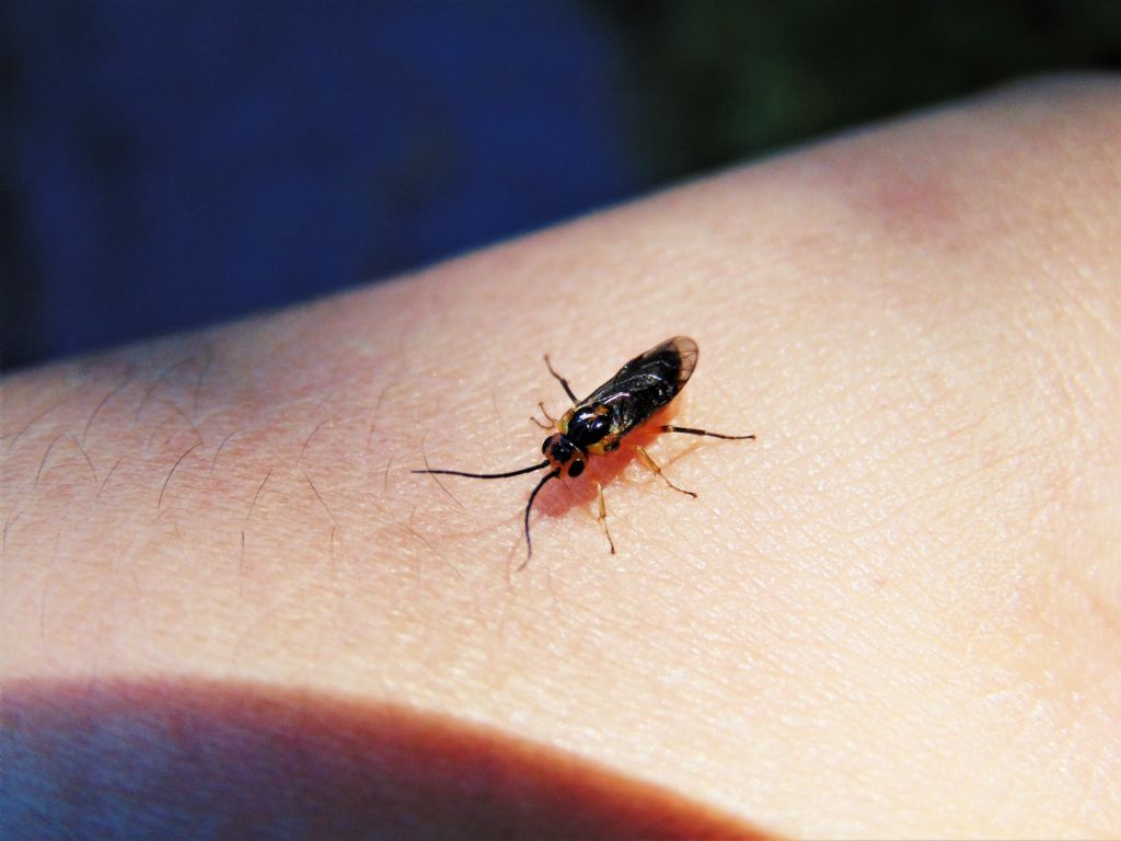 Tenthredinidae da id: Pteronidea tibialis (Nematinae)