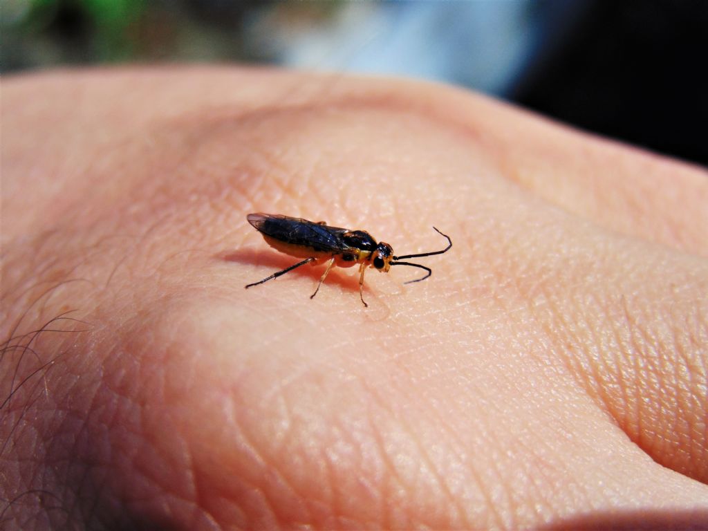 Tenthredinidae da id: Pteronidea tibialis (Nematinae)