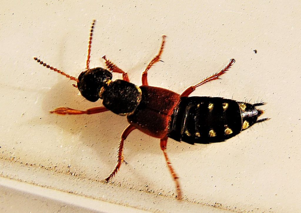 Staphylinidae: Staphylinus dimidiaticornis