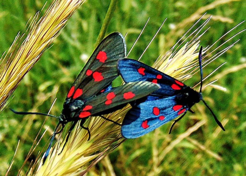 Zygaena  maschio e femmina? S, Zygaena (Zygaena) lonicerae - Zygaenidae