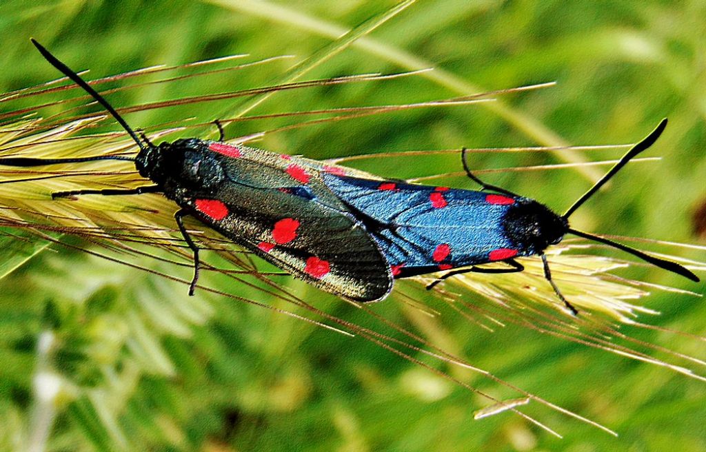 Zygaena  maschio e femmina? S, Zygaena (Zygaena) lonicerae - Zygaenidae