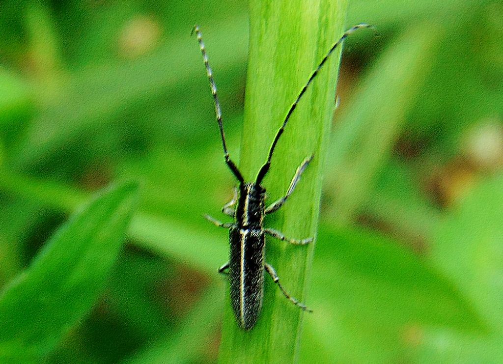 Cerambicidae: Agapanthia cardui cardui