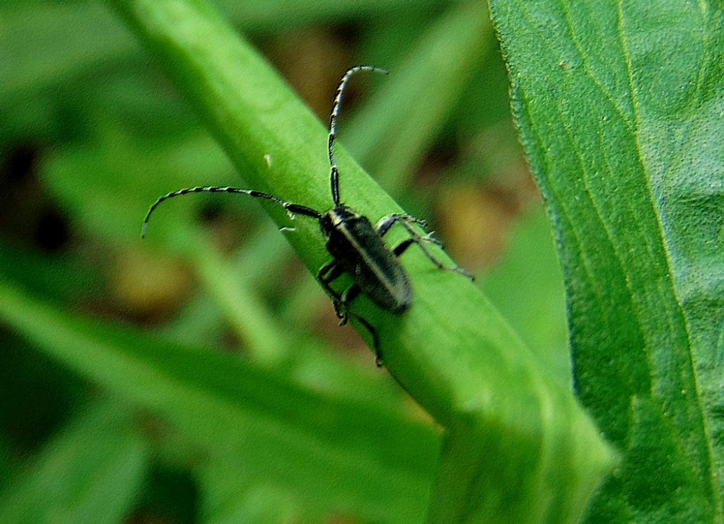 Cerambicidae: Agapanthia cardui cardui