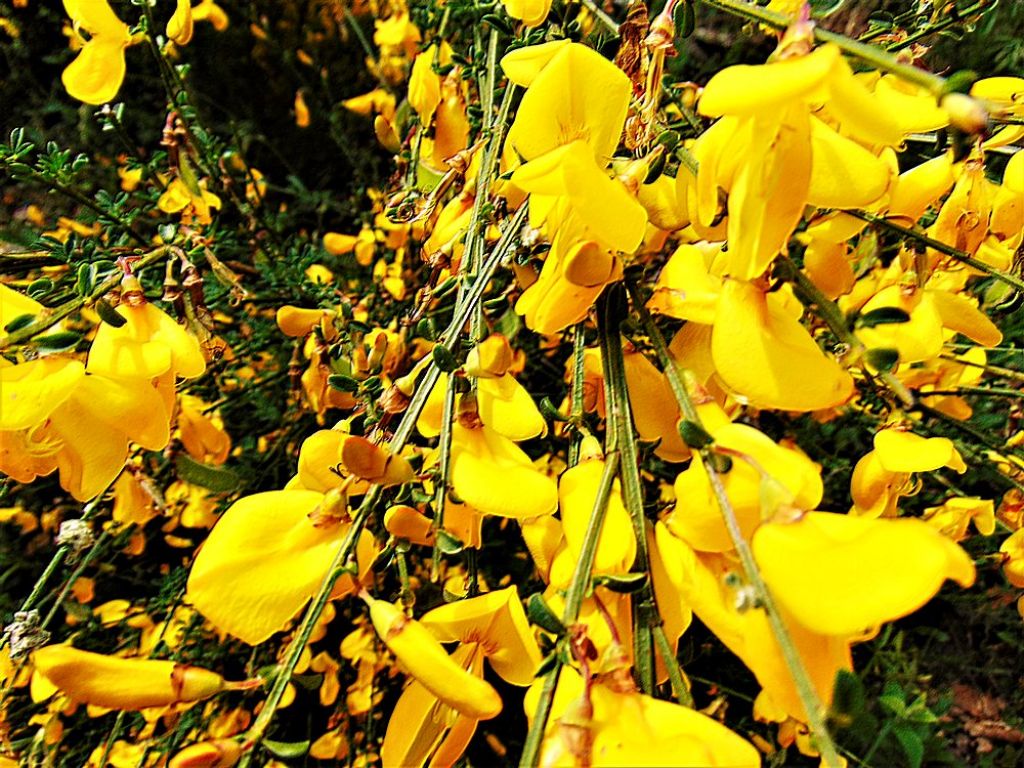 Cytisus scoparius