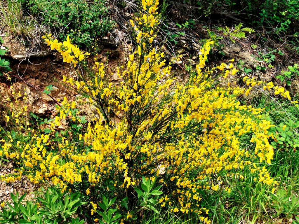 Cytisus scoparius