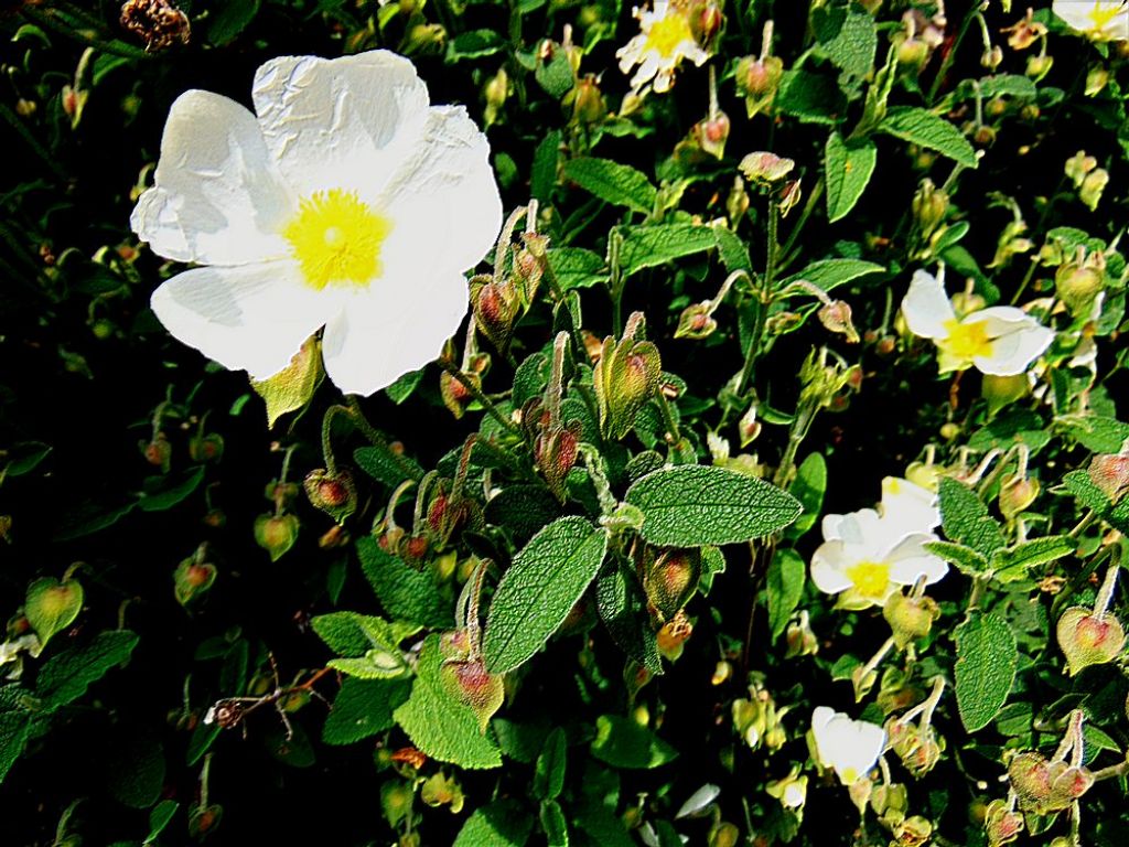 Cistus salviifolius