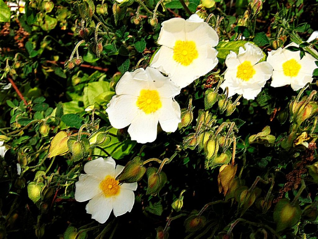 Cistus salviifolius