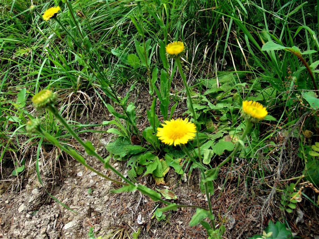 Pulicaria odora