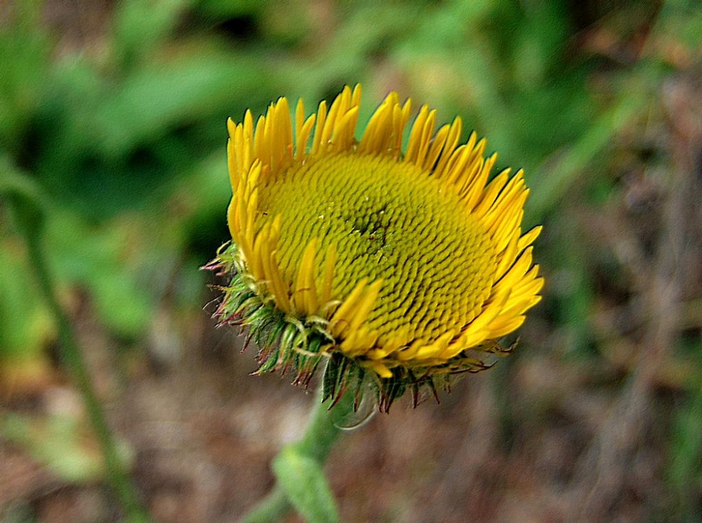 Pulicaria odora