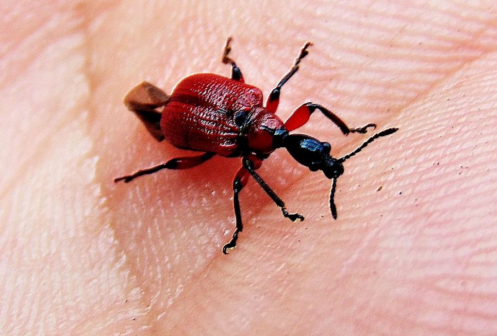 Apoderus coryli (Attelabidae)