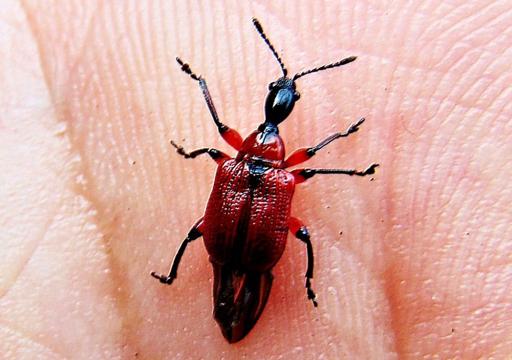 Apoderus coryli (Attelabidae)