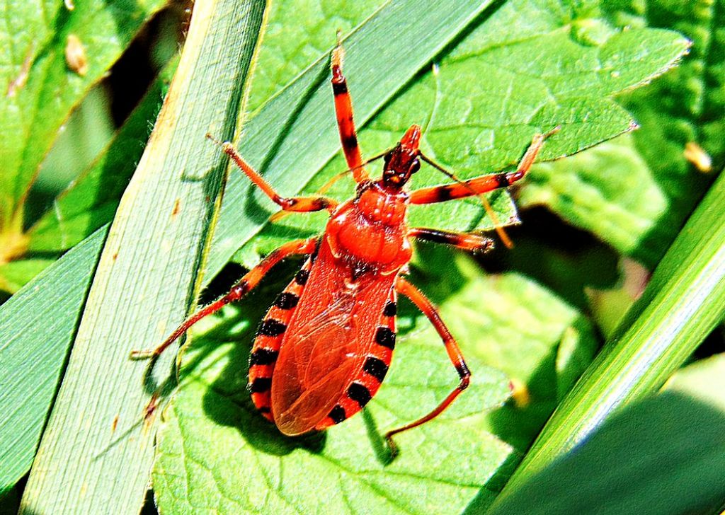 Reduviidae: Rhynocoris iracundus/rubricus