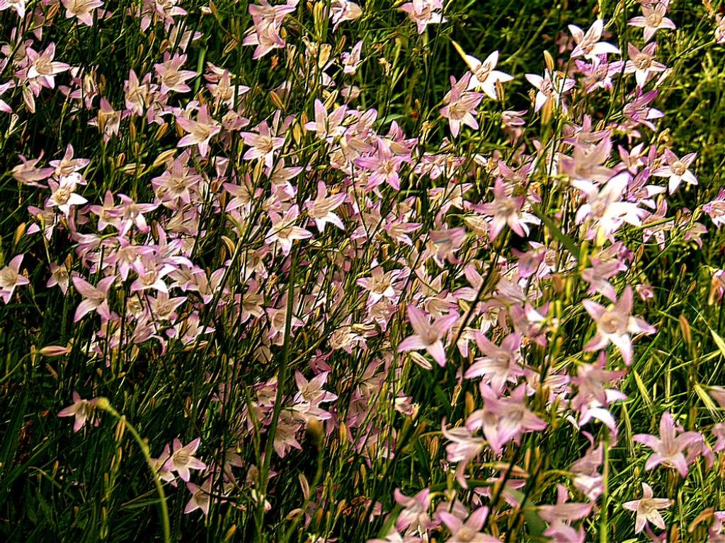 Campanula rapunculus