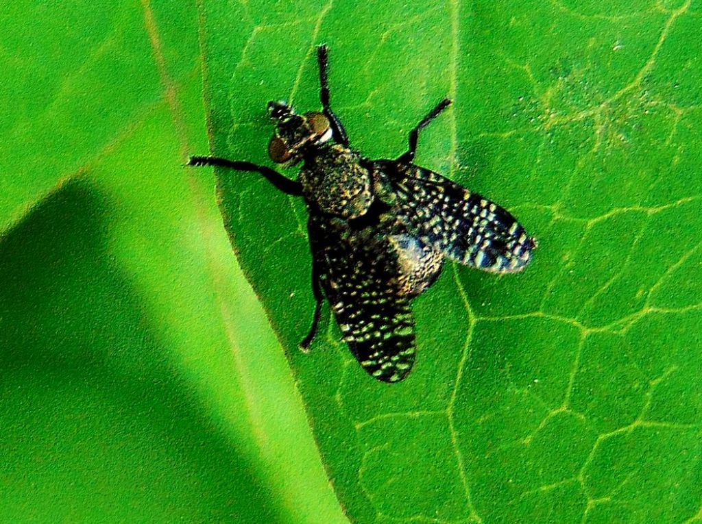 Platystoma sp. (Platystomatidae)