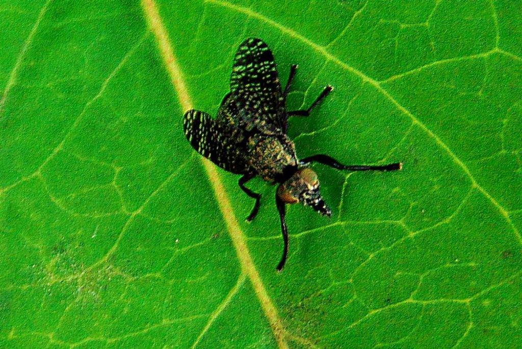 Platystoma sp. (Platystomatidae)