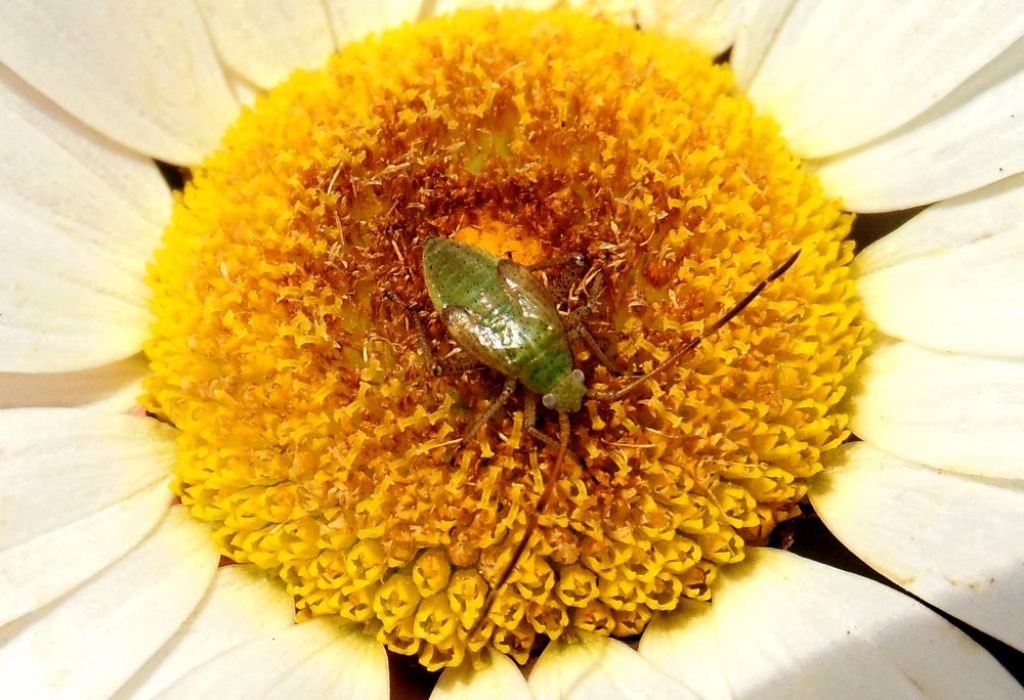 Miridae: ninfa di Adelphocoris sp
