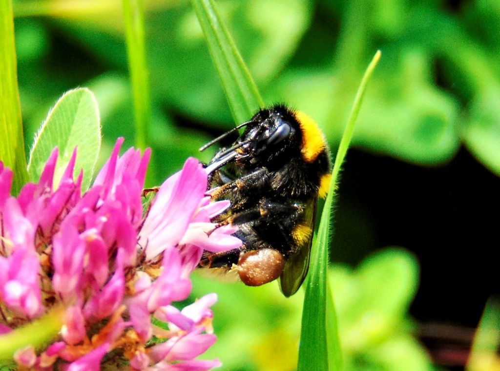 Apidae: Bombus ruderatus atrocorbiculosus.