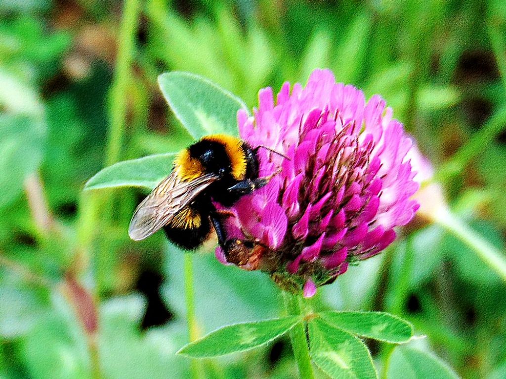 Apidae: Bombus ruderatus atrocorbiculosus.