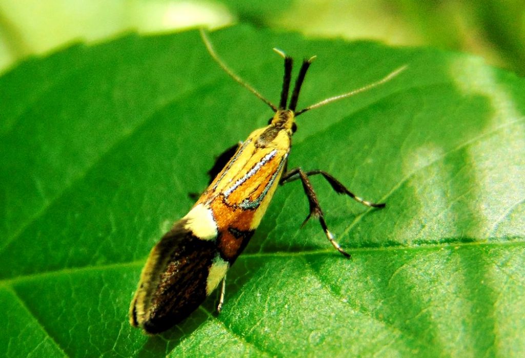 Farfalla da id: Alabonia geoffrella - Oecophoridae